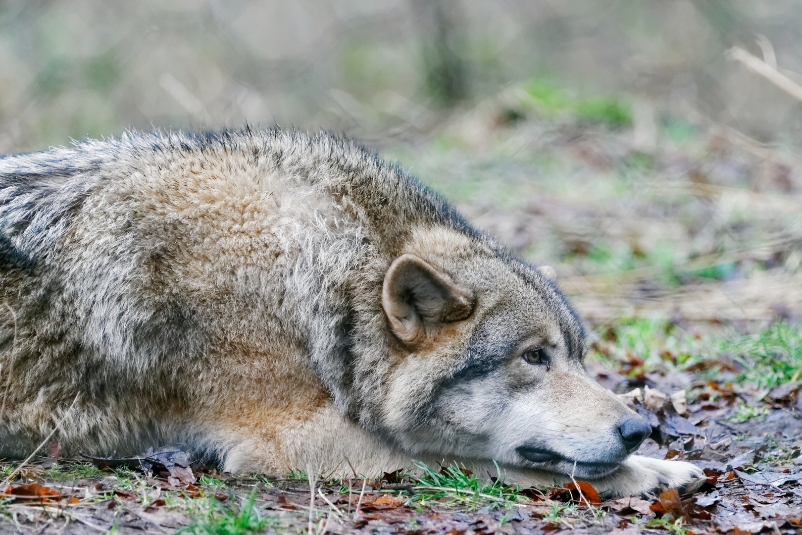 Europäischer Wolf