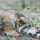 Europäischer Wolf