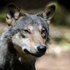 Europäischer Wolf