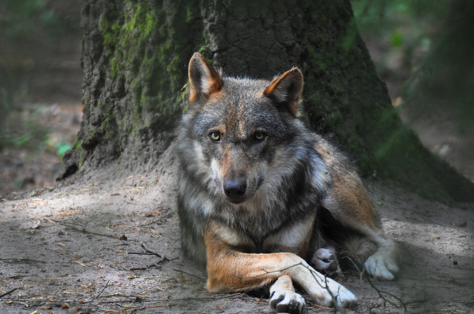 europäischer Wolf 