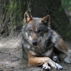 europäischer Wolf 