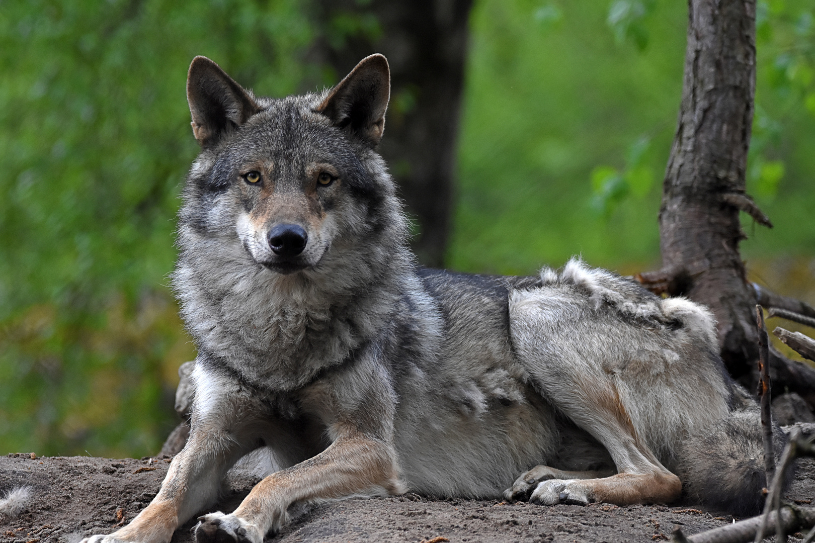 Europäischer Wolf