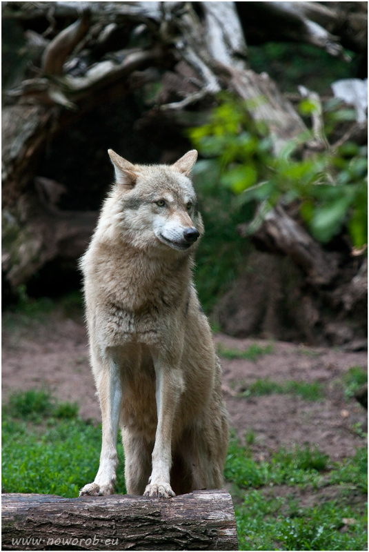 Europäischer Wolf