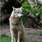 Europäischer Wolf