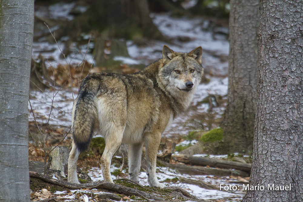 Europäischer Wolf