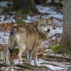 Europäischer Wolf