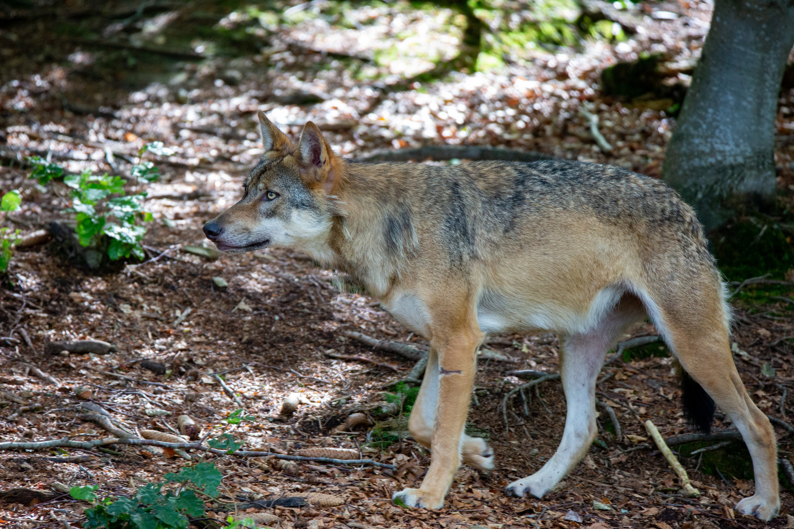 Europäischer Wolf