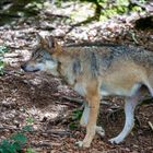 Europäischer Wolf