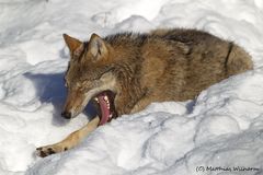 Europäischer Wolf - Gähn