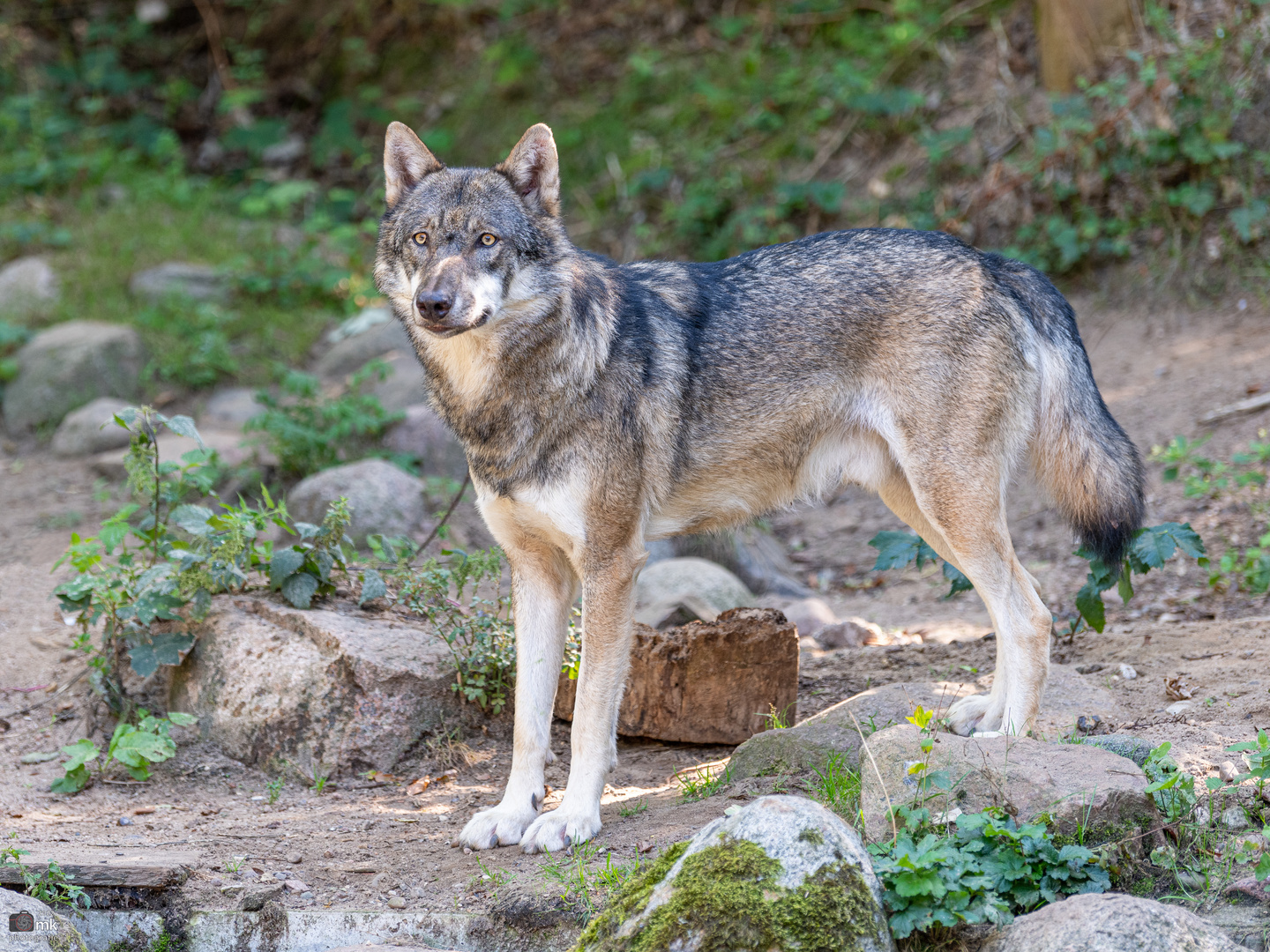 Europäischer Wolf II