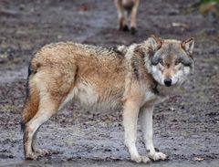 Europäischer Wolf im Tierpark Sababurg