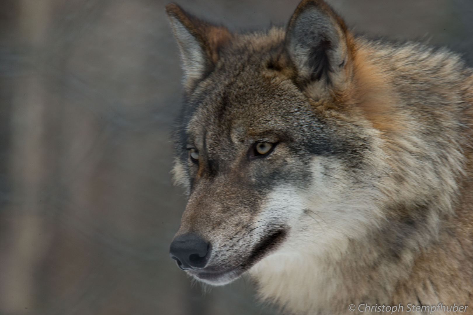 Europäischer Wolf (NP)