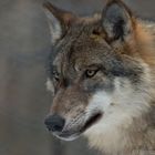 Europäischer Wolf (NP)