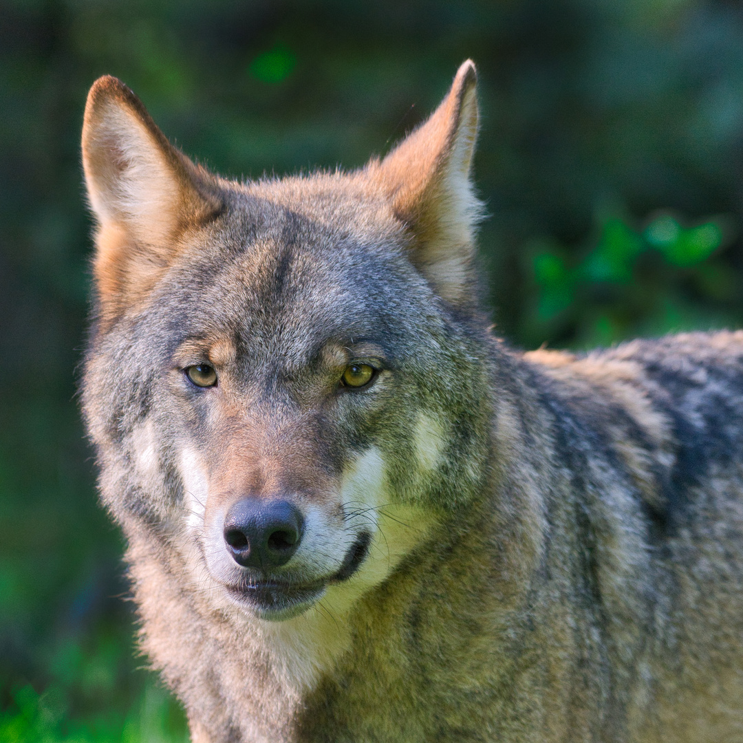 Europäischer Wolf, Portrait (Canis lupus lupus)