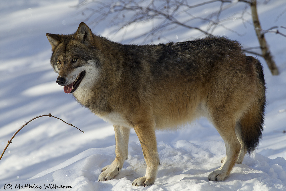 Europäischer Wolf - Wachsam