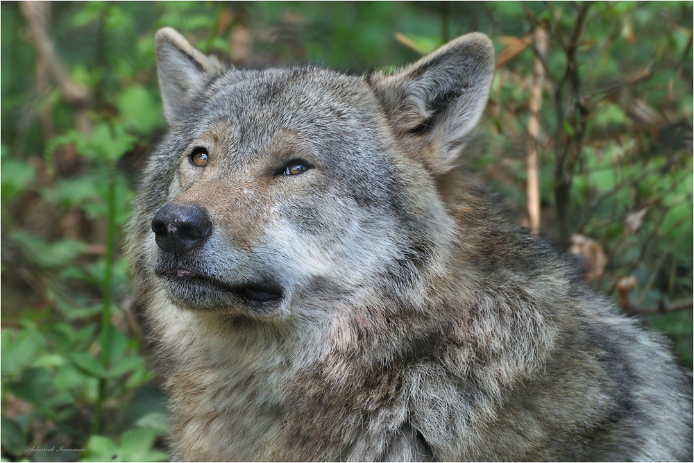 Europäischer Wolf - Wolfspatk Merzig