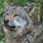 Europäischer Wolf - Wolfspatk Merzig