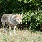 ...Europäischer Wolf...Canis lupus...   