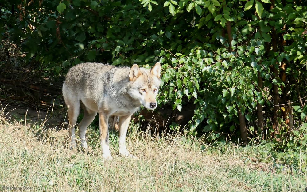 ...Europäischer Wolf...Canis lupus...   