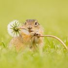 Europaeischer Ziesel mit Pusteblume