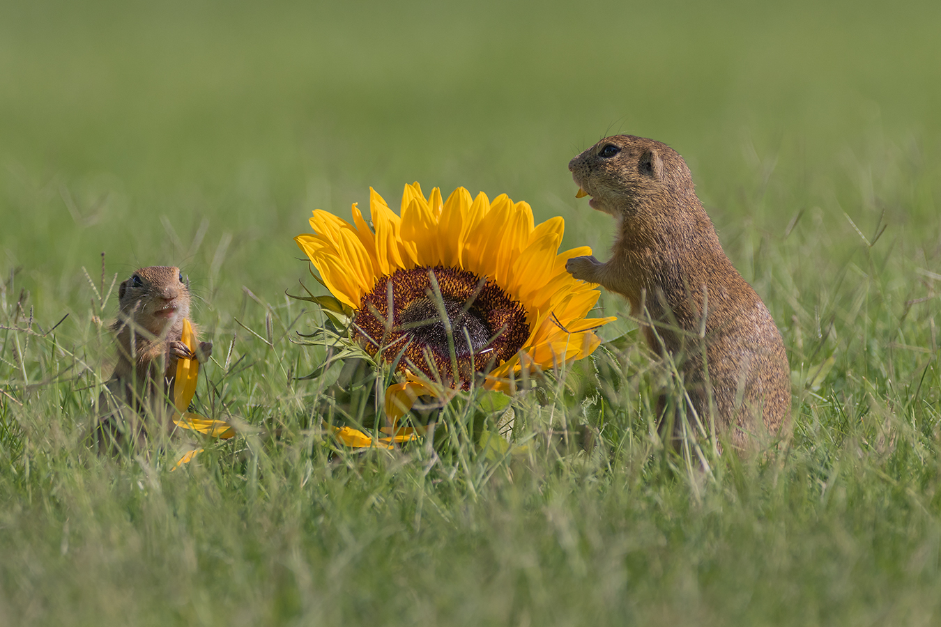 Europäischer Ziesel (Spermophilus citellus)