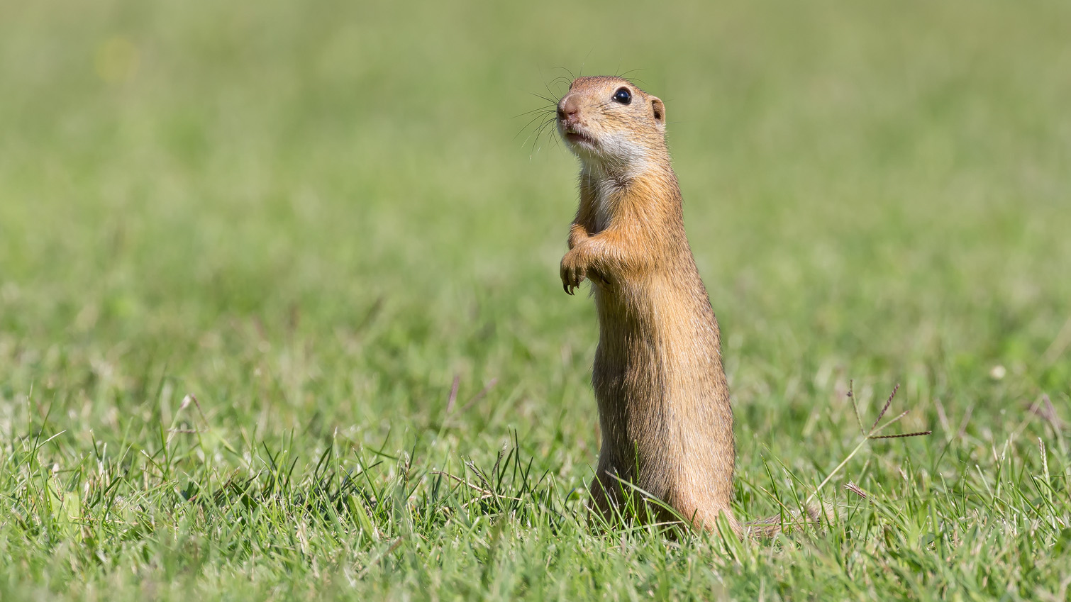 Europäischer Ziesel (Spermophilus citellus)