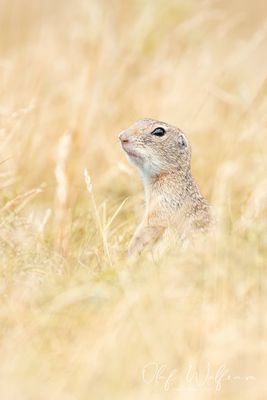 Europäischer Ziesel (Spermophilus citellus)