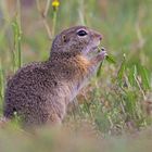 Europäischer Ziesel (Spermophilus citellus)