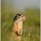 Europäischer Ziesel (Spermophilus citellus)