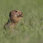 Europäischer Ziesel (Spermophilus citellus)