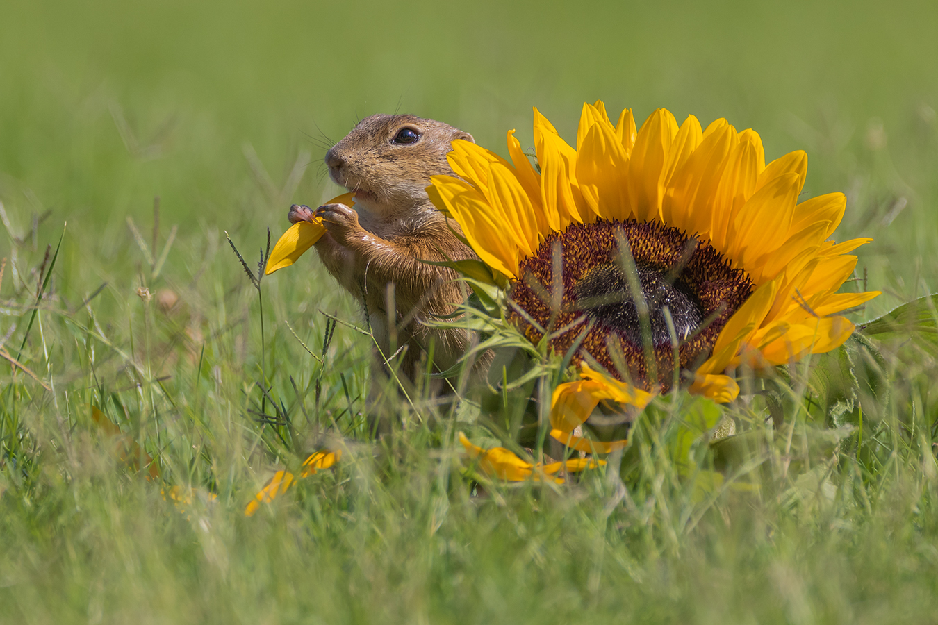 Europäischer Ziesel (Spermophilus citellus)