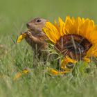 Europäischer Ziesel (Spermophilus citellus)