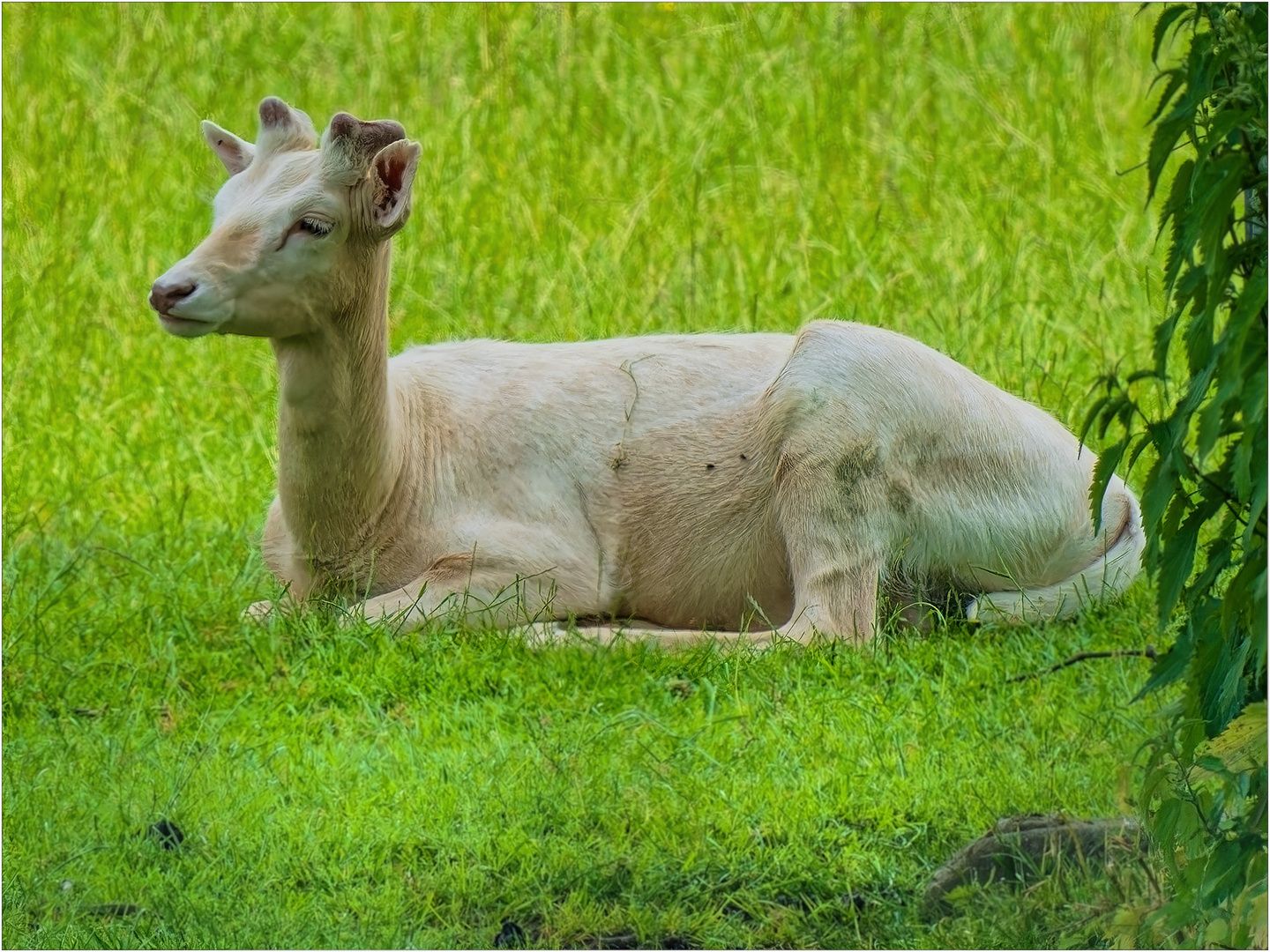 Europäisches Damwild – Porzellanfarbiger Schlag