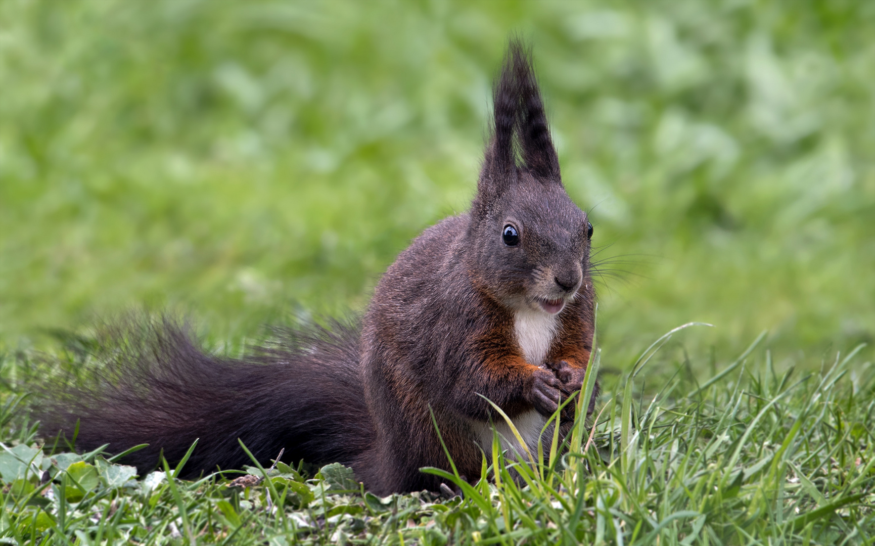 Europäisches Eichhörnchen 