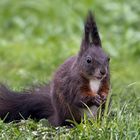 Europäisches Eichhörnchen 