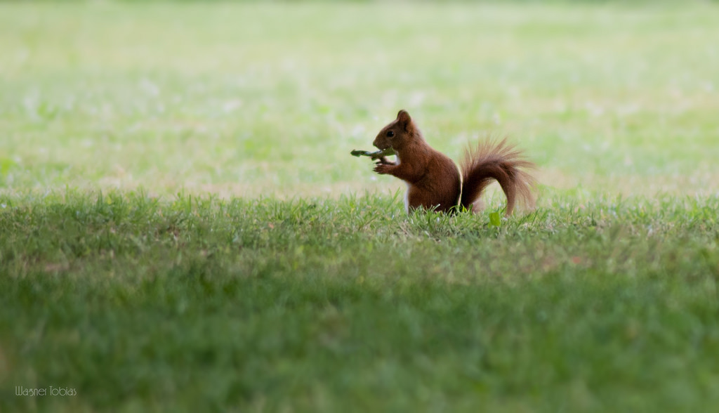 Europäisches Eichhörnchen