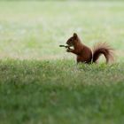 Europäisches Eichhörnchen