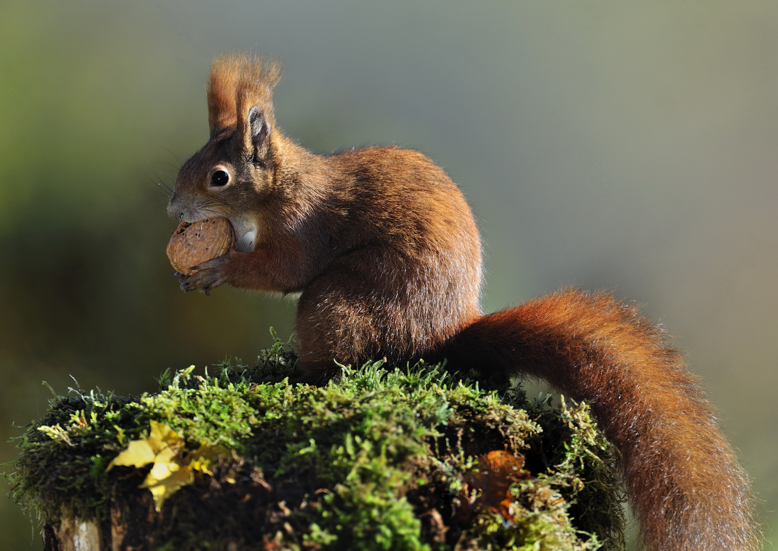 Europäisches Eichhörnchen