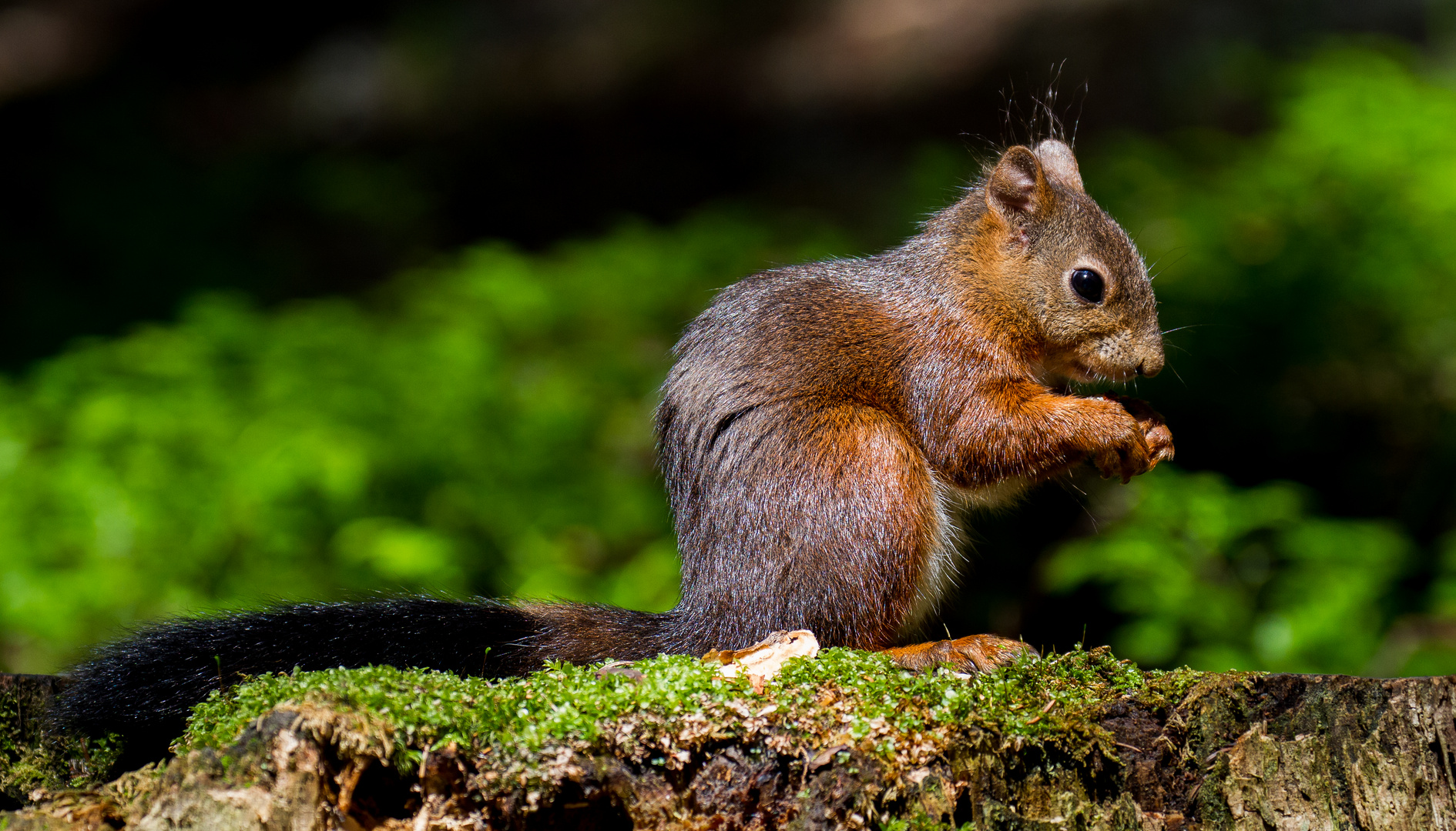 Europäisches Eichhörnchen