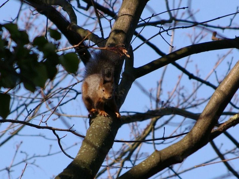 Europäisches Eichhörnchen