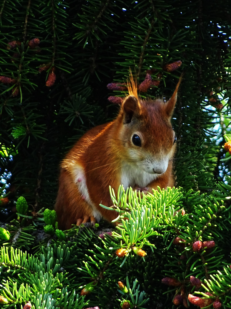 Europäisches Eichhörnchen (Sciurus vulgaris)