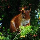 Europäisches Eichhörnchen (Sciurus vulgaris)