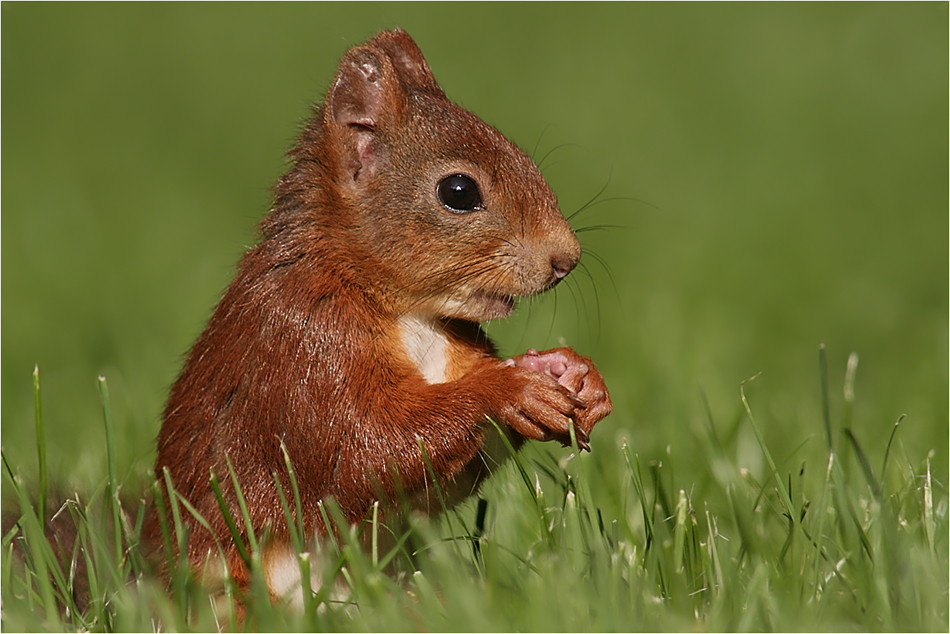 Europäisches Eichhörnchen (Sciurus vulgaris)