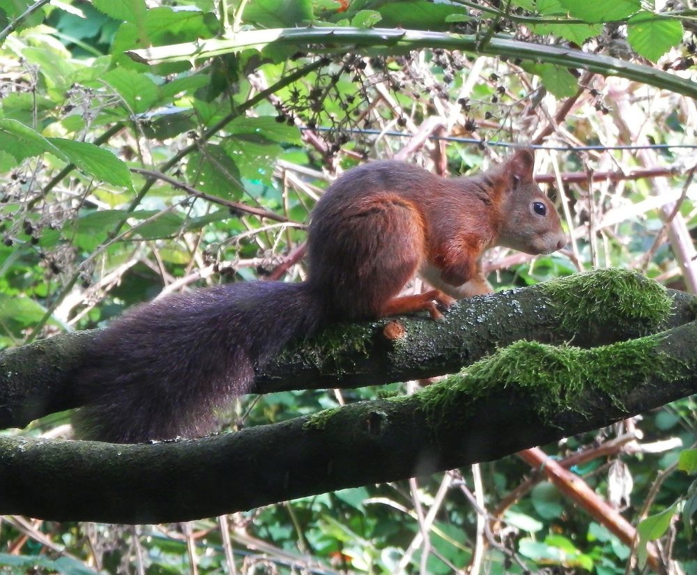 Europäisches Eichhörnchen (Sciurus vulgaris)