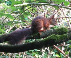 Europäisches Eichhörnchen (Sciurus vulgaris)