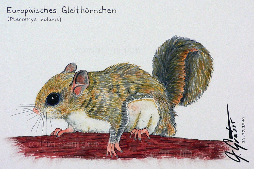 Europäisches Gleithörnchen