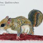 Europäisches Gleithörnchen