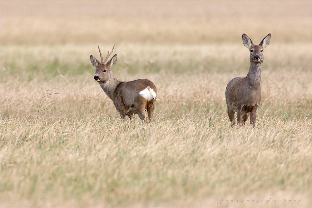 Europäisches Reh (Capreolus capreolus)