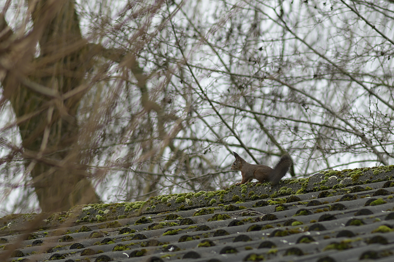 Europäisches (rotes) Eichhörnchen auf dem Dachfirst