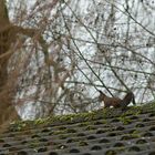 Europäisches (rotes) Eichhörnchen auf dem Dachfirst